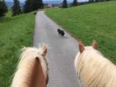 Biete Reitbeteiligung auf Haflinger