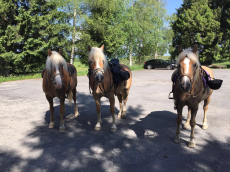 Biete Reitbeteiligung auf Haflinger