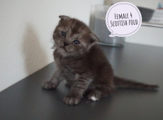 Kätzchen Scottish fold und straight