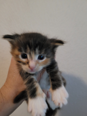 Reinrassige Maine Coon Kitten 