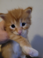 Reinrassige Maine Coon Kitten 