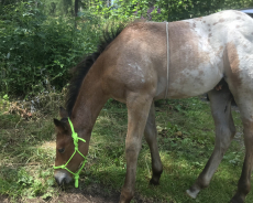 Appaloosa x Quarter Hengstfohlen