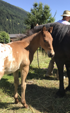 Appaloosa x Quarter Hengstfohlen