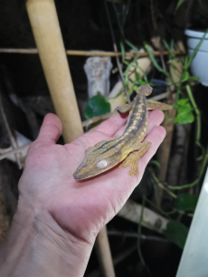 2.2 NZ 2019 Uroplatus Lineatus, Plattschwanzgecko