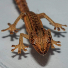 2.2 NZ 2019 Uroplatus Lineatus, Plattschwanzgecko