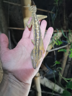 2.2 NZ 2019 Uroplatus Lineatus, Plattschwanzgecko