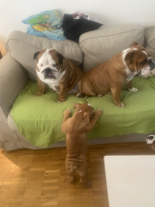 Englische Bulldoggen Welpen 