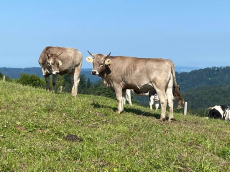 Trächtiges Original Braunvieh Rind - Reh