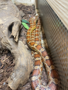 2 Kornnattern + Terrarium und Zubehör / Schlangen / Reptilien