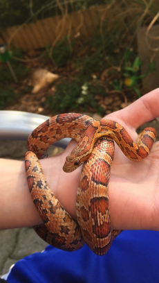 2 Kornnattern + Terrarium und Zubehör / Schlangen / Reptilien