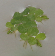 Salvinia auriculata, Schwimmfarn