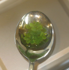 Salvinia auriculata, Schwimmfarn