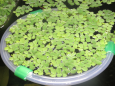 Salvinia auriculata, Schwimmfarn
