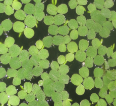 Salvinia auriculata, Schwimmfarn