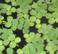 Salvinia auriculata, Schwimmfarn