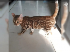 Bengal kitten mit Stammbaum katze kater