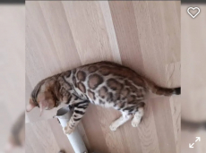 Bengal kitten mit Stammbaum katze kater