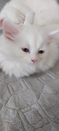 Türkisch Angora reinrassige katze