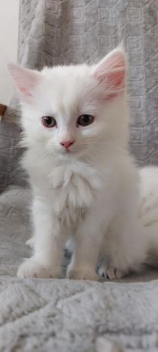 Türkisch Angora reinrassige katze