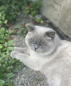 Schöner BKH Blue Point Deckkater