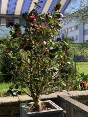 Kamelienbaum 180cm hoch