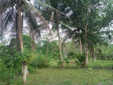 Brasilien 100 Ha grosse Tiefpreis-Früchtefarm mit kleinem See in 