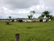 Brasilien 11'945 Ha grosse Rinderfarm bei Belem