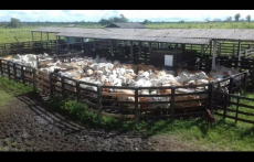 Brasilien 11'945 Ha grosse Rinderfarm bei Belem