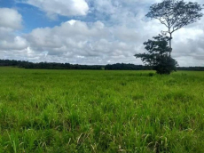 Brasilien 11'945 Ha grosse Rinderfarm bei Belem