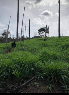 Brasilien 726 Ha Rinderzucht, Fazenda Region Santarem, Para