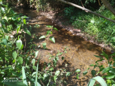 Brasilien 80 Ha Tiefpreis-Grundstück (Bauernhof) am See