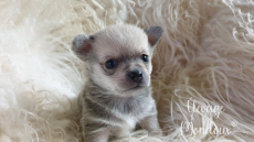 NEW!  Bébés Pomchi (Chihuahua x loulou de pomeranie)