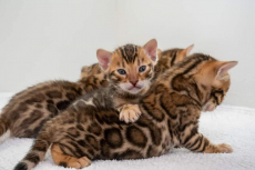 Bengalkatzen zu vergeben