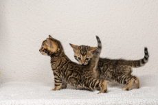 Bengalkatzen zu vergeben