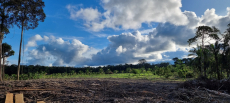 Brasilien 479 Ha grosse Früchtefarm in der Nähe von Manaus AM