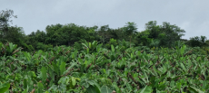 Brasilien 479 Ha grosse Früchtefarm in der Nähe von Manaus AM