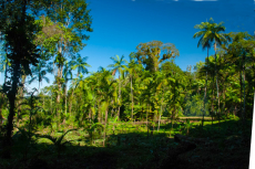 Brasilien Acai Palen - Farm Region Codajas - AM