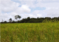 Brasilien 1'000 Ha Tiefpreis - Grundstück mit Rohstoffen Region 