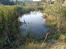 Brasilien riesengrosses 3'000 Ha Tiefpreis - Grundstück mit Rohst