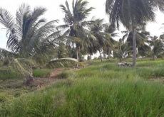 Brasilien Kokosnussölfabrik und Früchtefarm Region Salvador Bahia