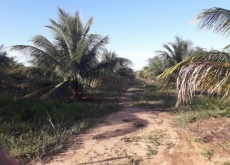 Brasilien Kokosnussölfabrik und Früchtefarm Region Salvador Bahia