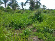 Brasilien 80 Ha Tiefpreis-Grundstück (Bauernhof) am See in der Re