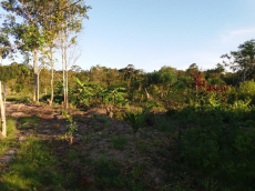 Brasilien 80 Ha Tiefpreis-Grundstück (Bauernhof) am See in der Re