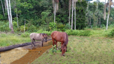 Brasilien 50 Ha Tiefpreis - Grundstück bei Rio direkt am Fluss