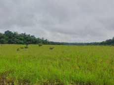  Brasilien 248 HA grosse Rinderfarm und Früchtefarm