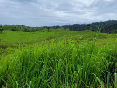 Brasilien 71.5 Ha Tiefpreis-Grundstück mit Fisch-Teich