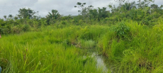 Brasilien 60 Ha Farm Tiefpreis-Grundstück in der Nähe von Rio Pre