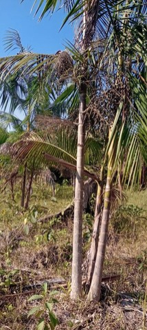 Brasilien 60 Ha Farm Tiefpreis-Grundstück in der Nähe von Rio Pre