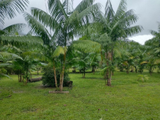 Brasilien 60 Ha Farm Tiefpreis-Grundstück in der Nähe von Rio Pre