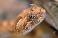 Reptilien Betreuung bei dir Zuhause